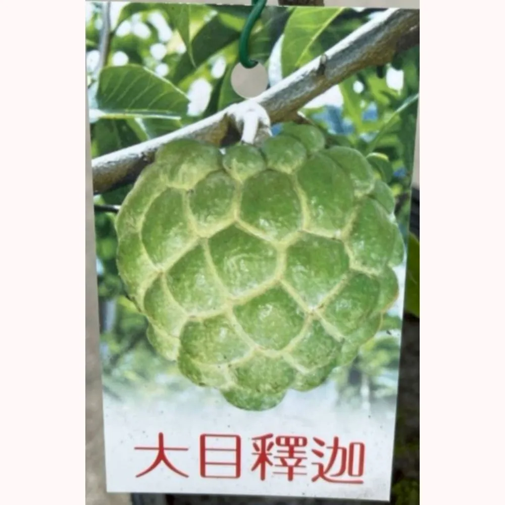 大目釋迦