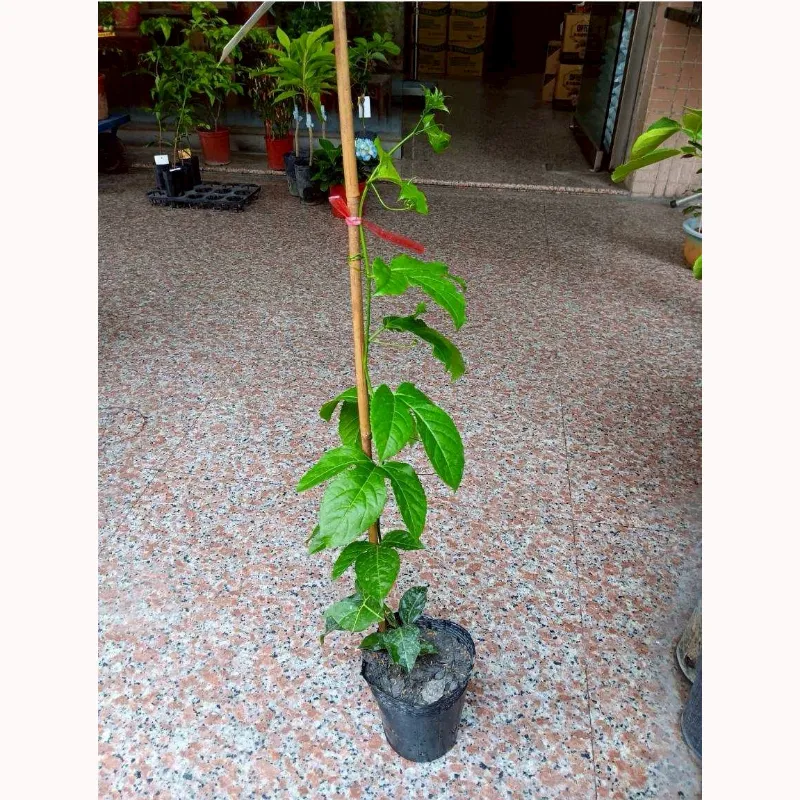 藍星百香果