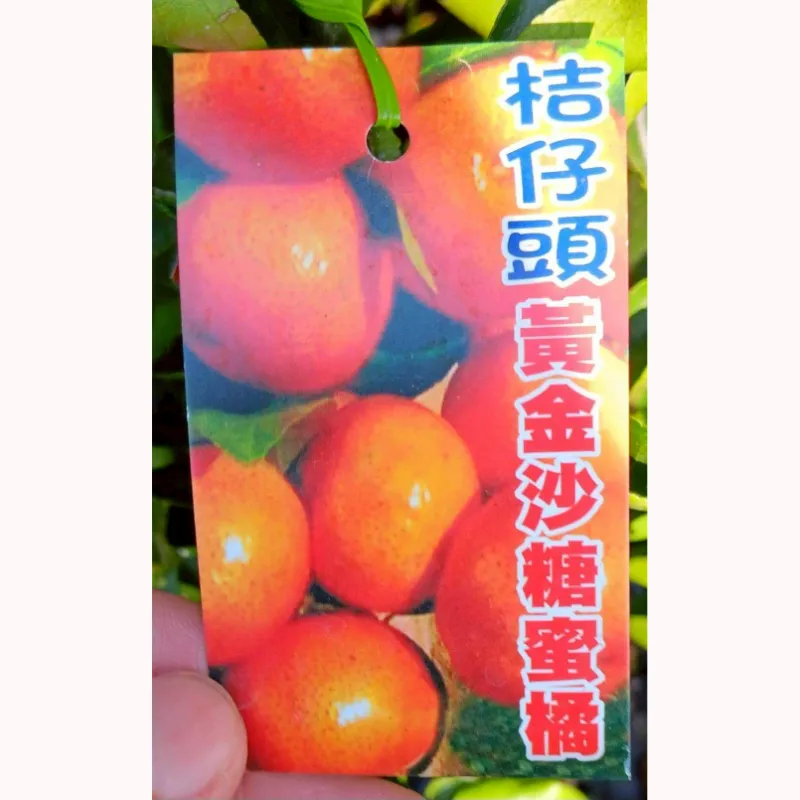 黃金砂糖橘