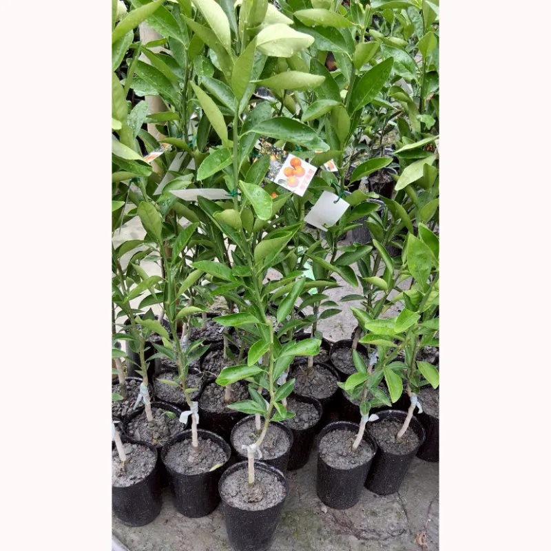 黃金茂谷
