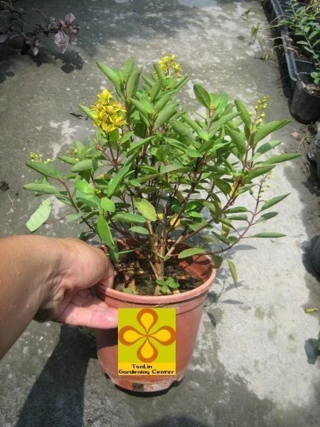 常綠灌木( 金英樹 )