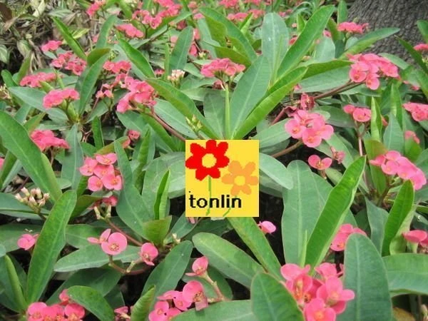 麒麟花(大麒麟)