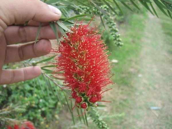 優質樹種(串錢柳)紅瓶刷子