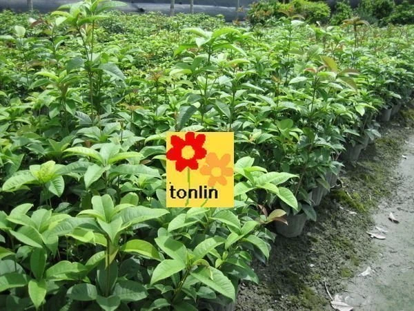優質樹種(桂花)四季桂花