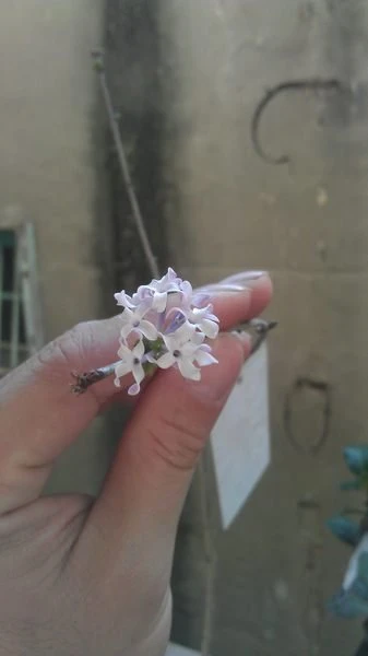 香花植物**( 紫丁香 )南丁香