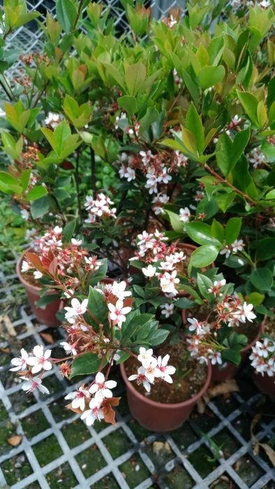綠籬植物(田代氏石斑木)石斑木
