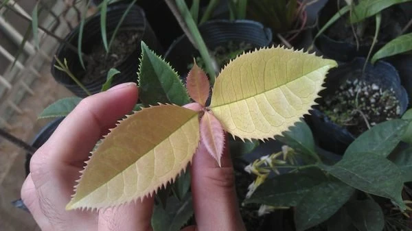 珍稀桂花