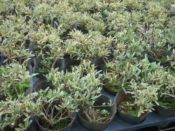 常綠灌木梔子花 -(鑲邊水梔)
