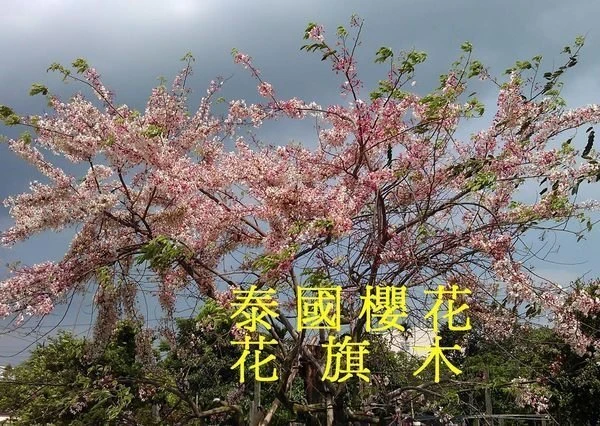 泰國櫻花