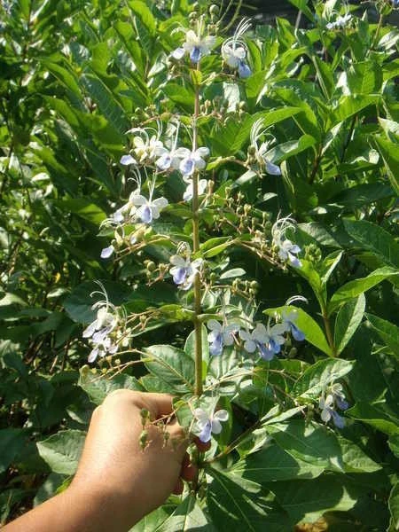 花蝴蝶(紫蝶花)