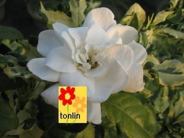 超優質香花灌木**( 斑葉黃梔 )