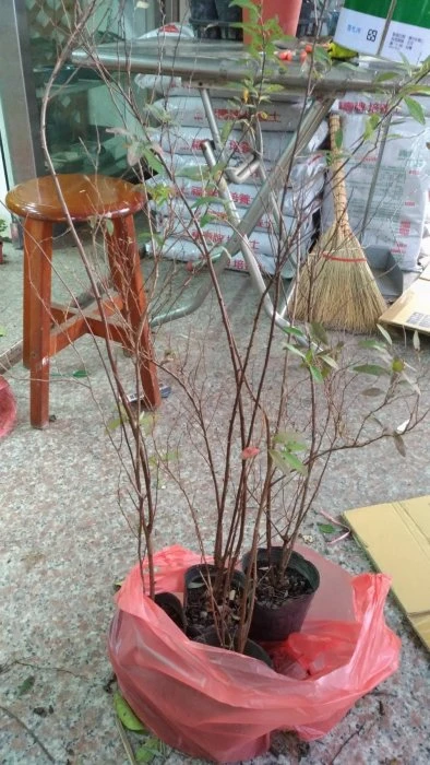 落葉灌木(麻葉繡球) 