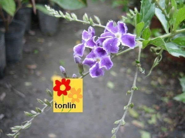 超優質花種( 蕾絲金露花 )