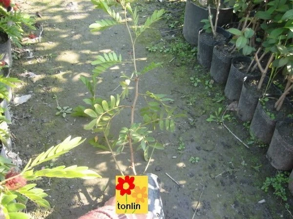 超優質樹種(紅合歡)美洲合歡