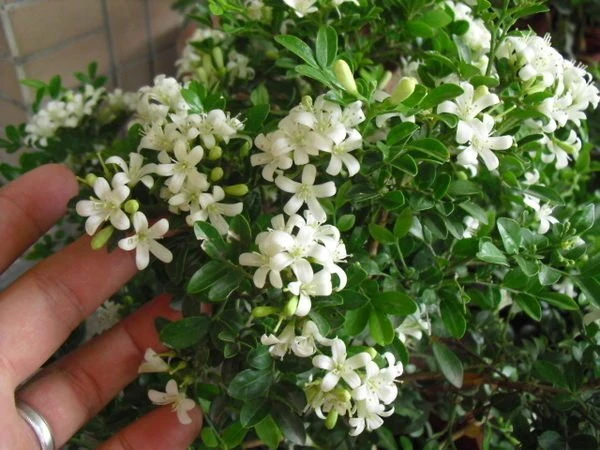 優質樹種(細葉七里香)小葉七里香