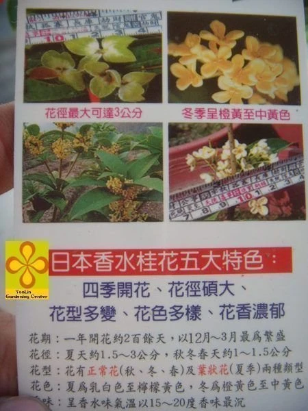 香花植物 ( 日本香水桂花 )天香台閣桂花
