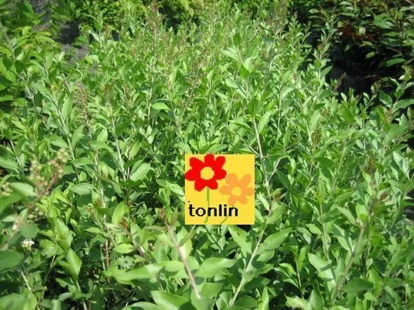 超優質花種( 指甲花 ) 