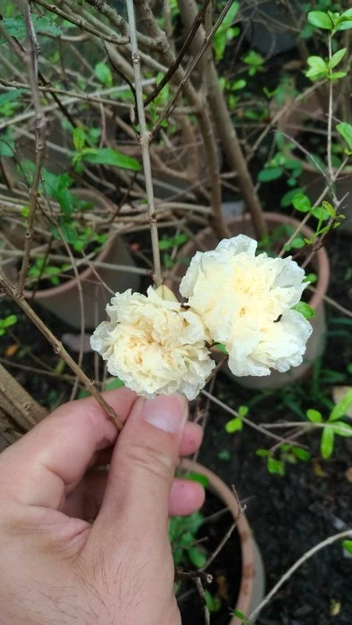 超優質花種( 白花石榴 )