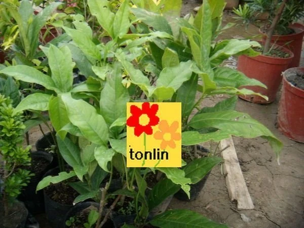 香花植物(夜合花)