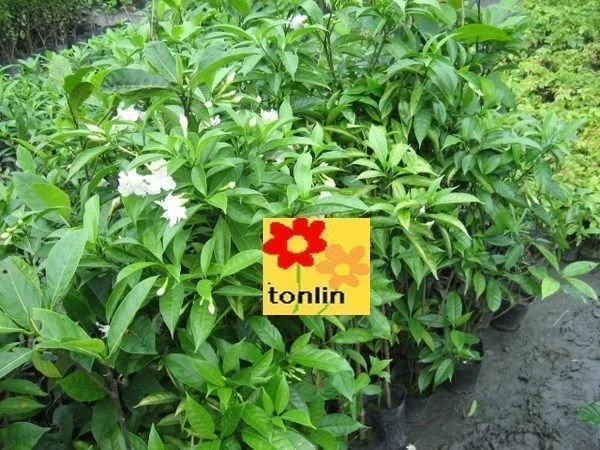超優質花種( 馬茶花 )