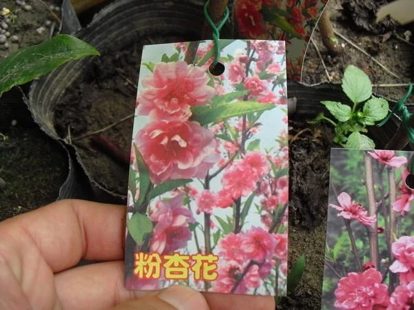超優質樹種( 杏花 ) 