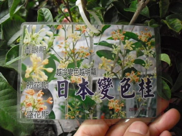 日本變色桂