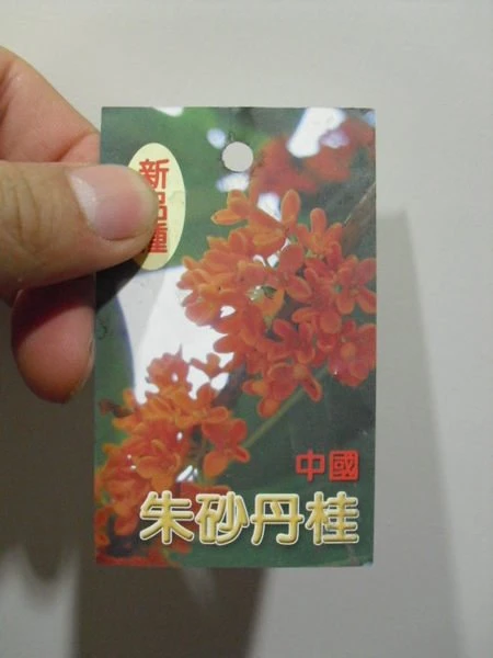 朱砂桂花 