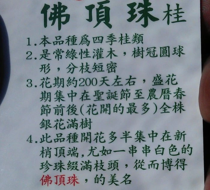 (佛頂珠)佛頂桂