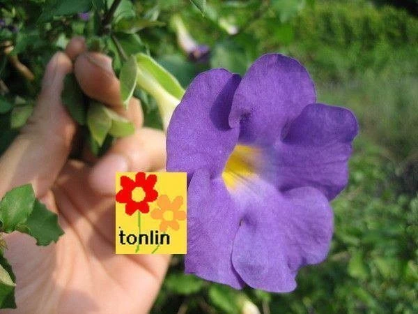 立鶴花