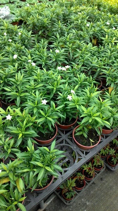 超優質花種( 迷您馬茶花 )珍珠馬茶花