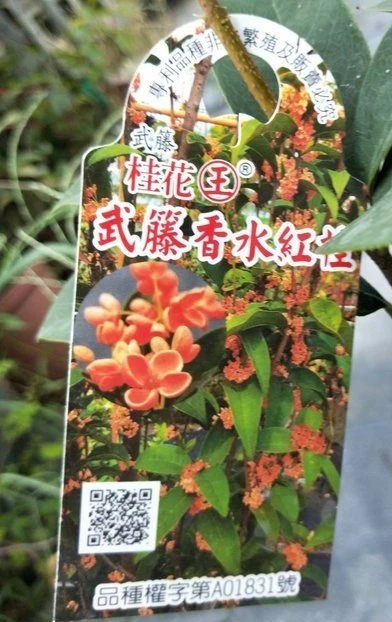 珍稀桂花(武藤香水紅桂花) 香水紅桂花