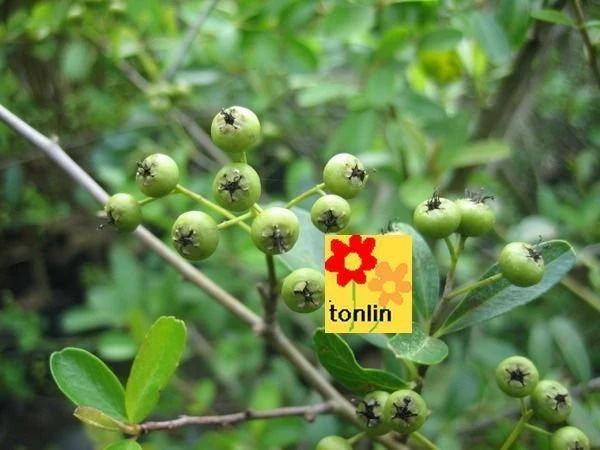 狀元紅(台東火刺木)