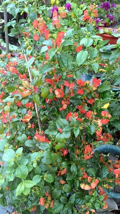 常綠灌木**(陽傘花)官帽花**