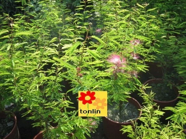 香水合歡