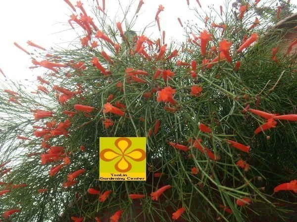 多年生草本(炮竹紅)花丁子