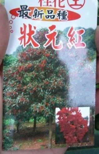 (狀元紅桂)桂花