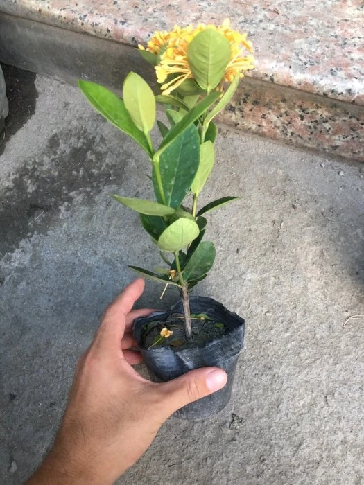 (熊貓仙丹)黃熊貓