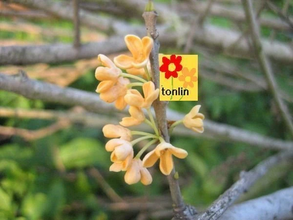 (黃金桂花)金桂