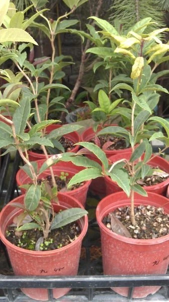 (九龍桂)桂花