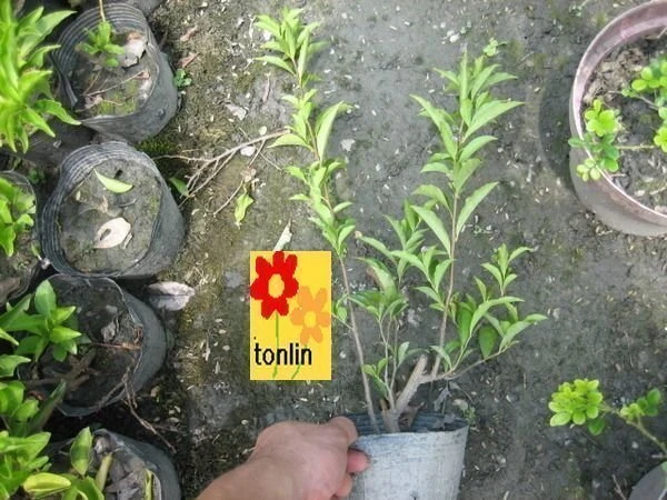 ( 五彩茉莉)番茉莉