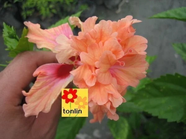 扶桑(重瓣)朱槿