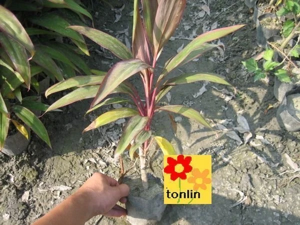 優質樹種( 亮葉朱蕉)紅竹--俗稱粉竹