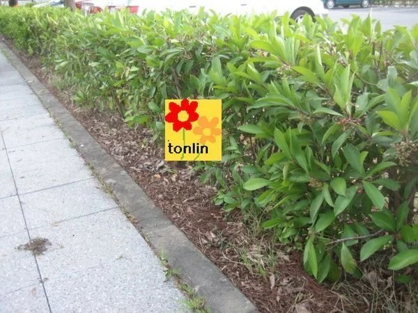 春不老