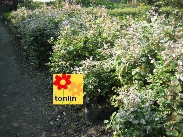 雪花木