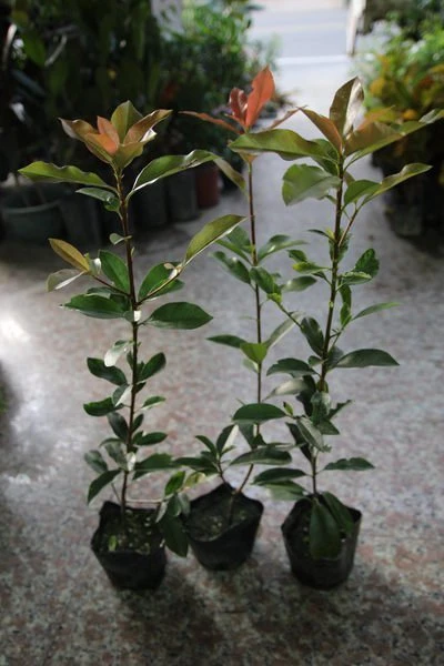 (紅芽石楠)光葉石楠
