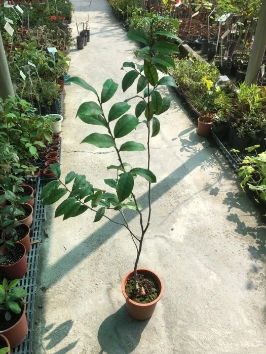 (墨紫含笑)紫色含笑花
