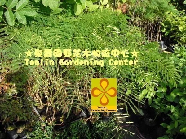 鳳凰木