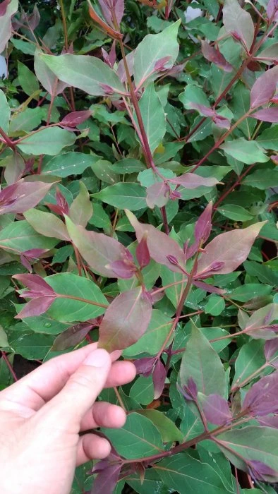 (彩虹桉)彩虹桉樹