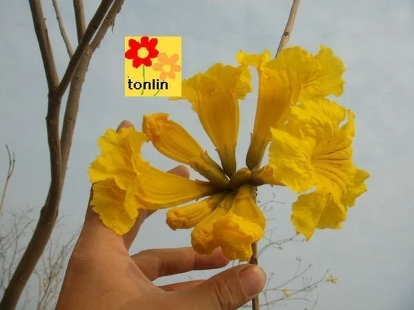 (黃花風鈴木)金風鈴
