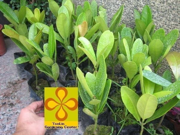 福木(福樹)